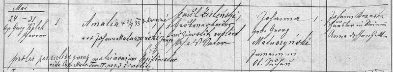 Amalia Zielinski.png